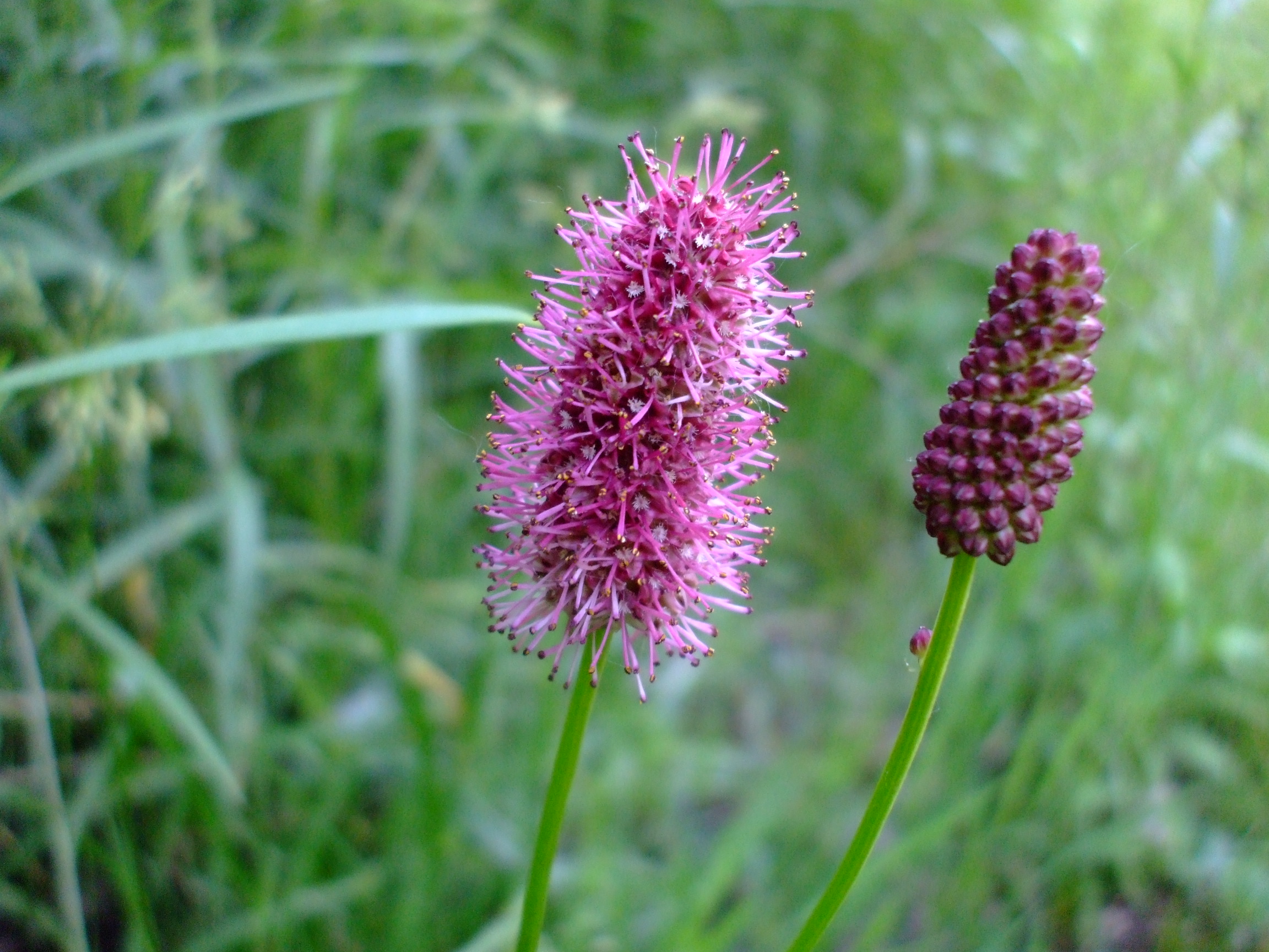 Sanguisorba menziesii